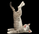 Статуэтка Коты занимаются Йогой Veronese